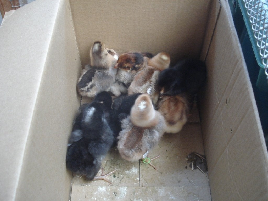 kuikens (groenleggers), Dieren en Toebehoren, Pluimvee, Kip, Geslacht onbekend