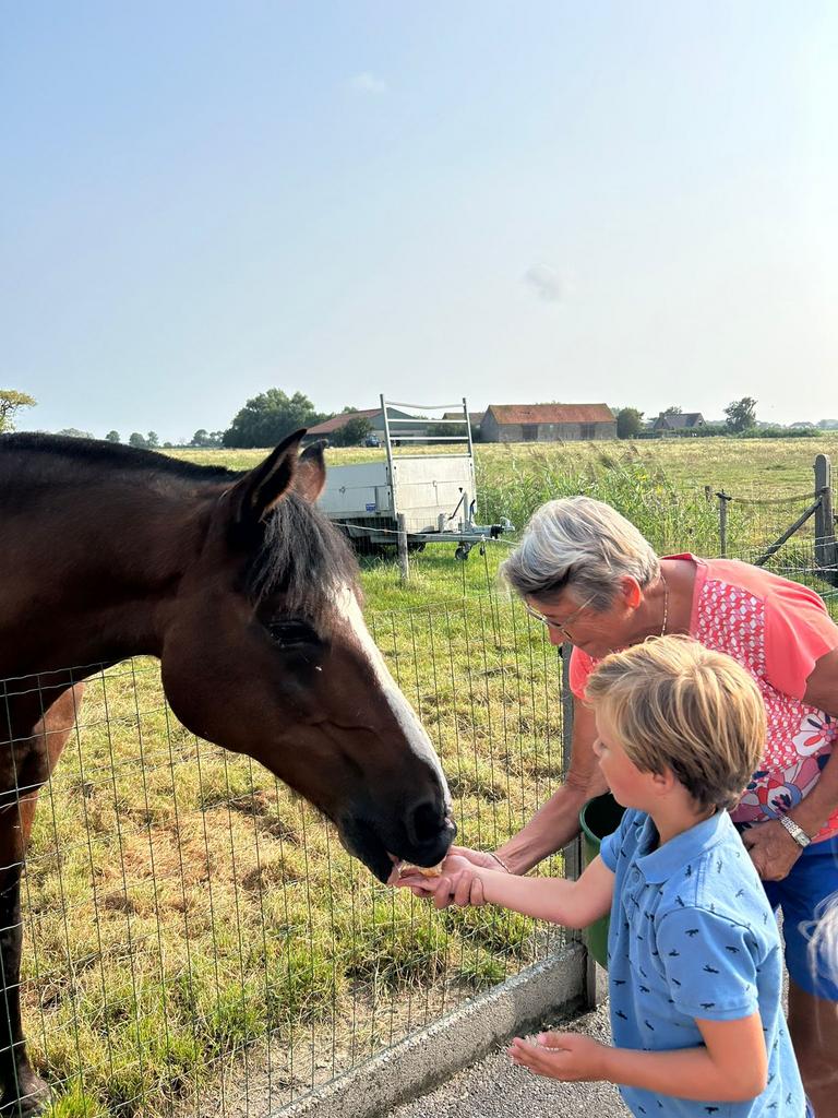 100% betrouwbaar paardje (26), Dieren en Toebehoren, Ruin, Minder dan 160 cm, Recreatiepaard, 11 jaar of ouder
