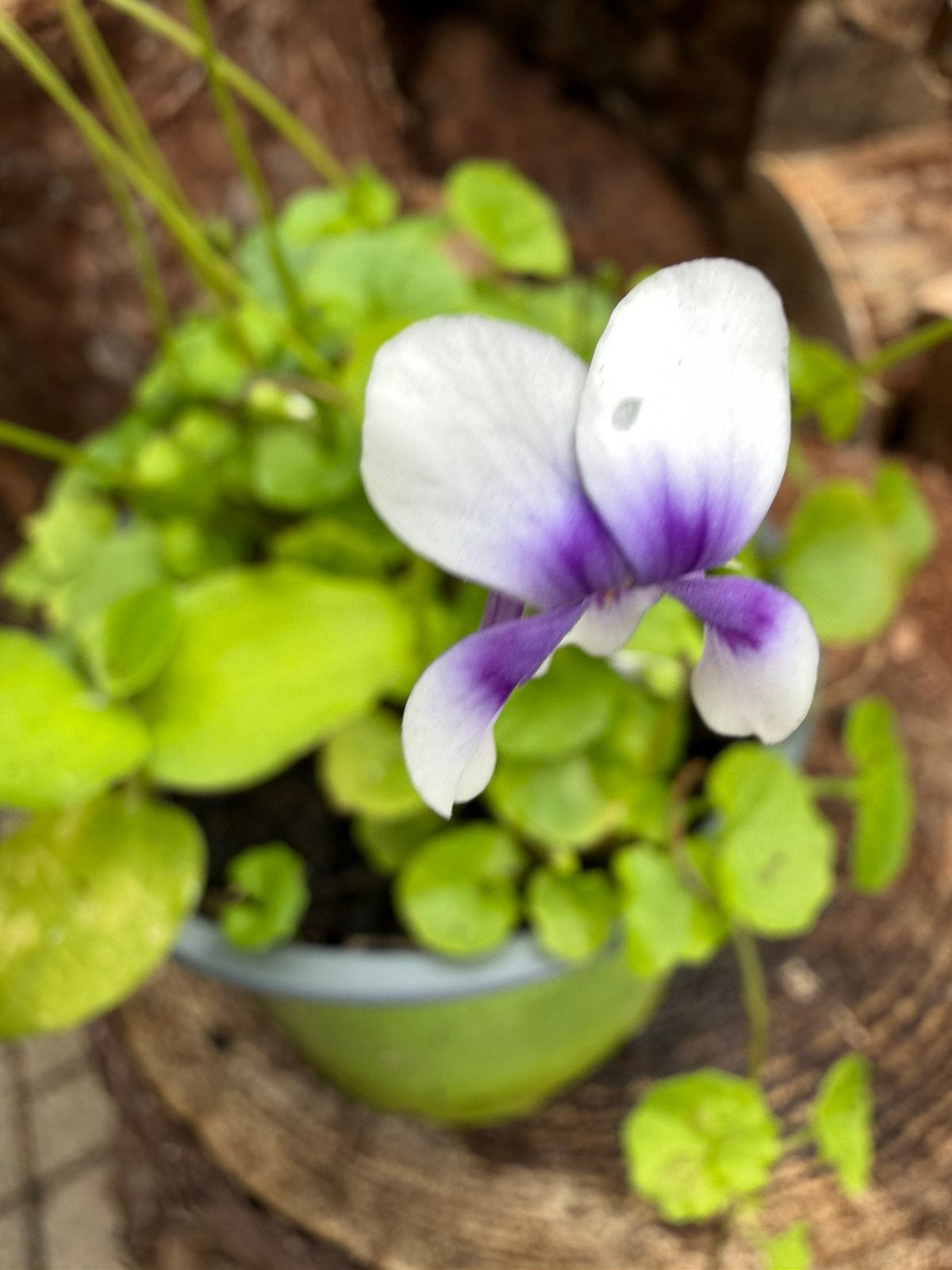 Klimviooltje, Tuin en Terras, Planten | Tuinplanten, Ophalen