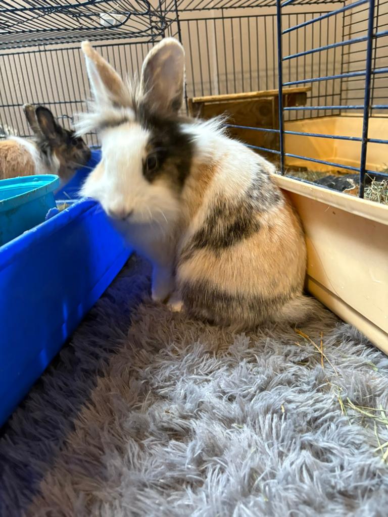 Vrouwlijk konijntjes, Animaux & Accessoires, Lapins, Femelle, Grand, 0 à 2 ans