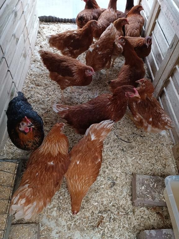 bruine leghennen GELEEWIEKT 0499/082381, Dieren en Toebehoren, Pluimvee, Vrouwelijk, Kip
