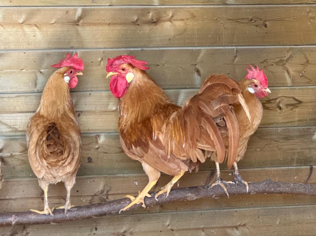Leghorn kriel buff €70/trio, Dieren en Toebehoren, Pluimvee