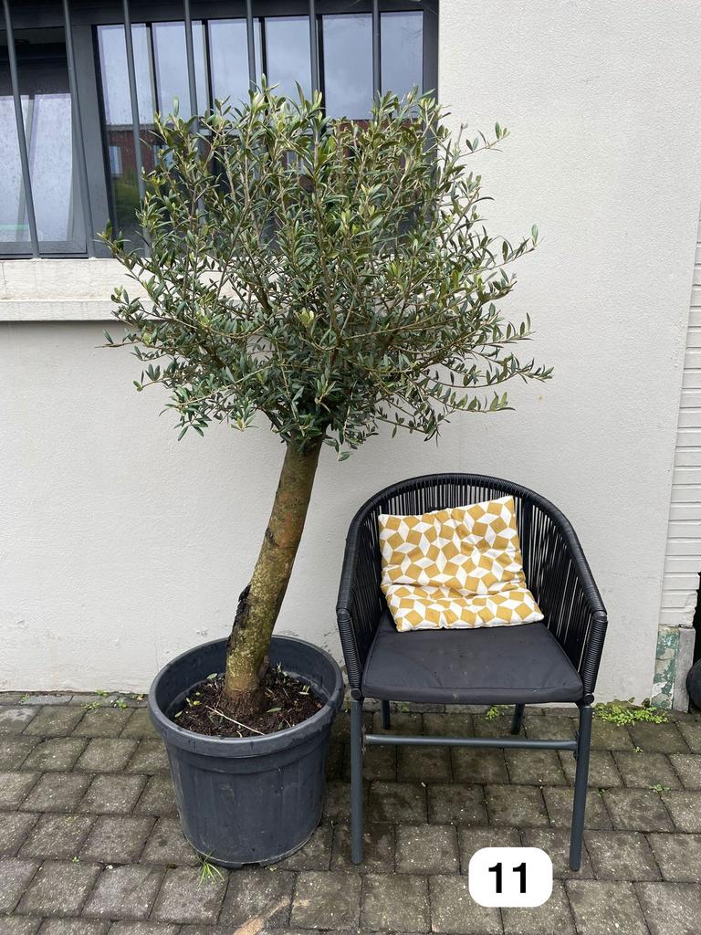 Olijfbomen uit de Spaanse Pyreneeën (Olea europaea), Ophalen