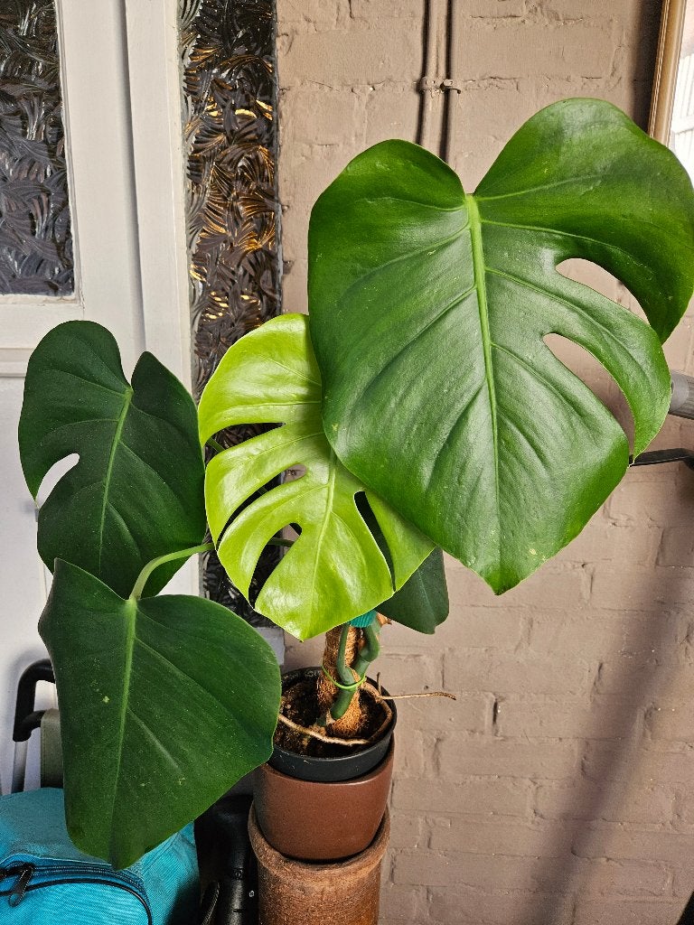 Monstera, Maison & Meubles, Plantes d'intérieur, Plante verte, Enlèvement, Autres espèces, Ombre partielle