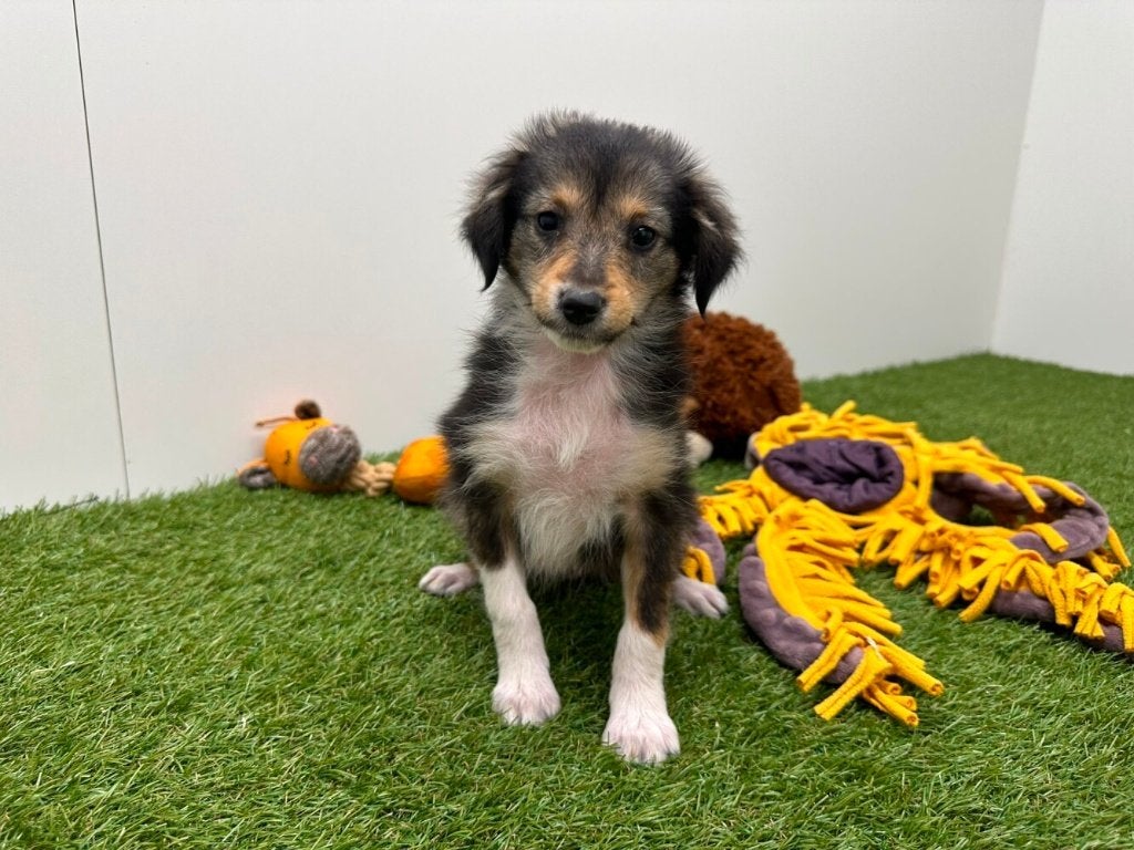 Kruising Shetland Sheepdog x Border Collie pups, België, CDV (hondenziekte), 8 tot 15 weken, Meerdere
