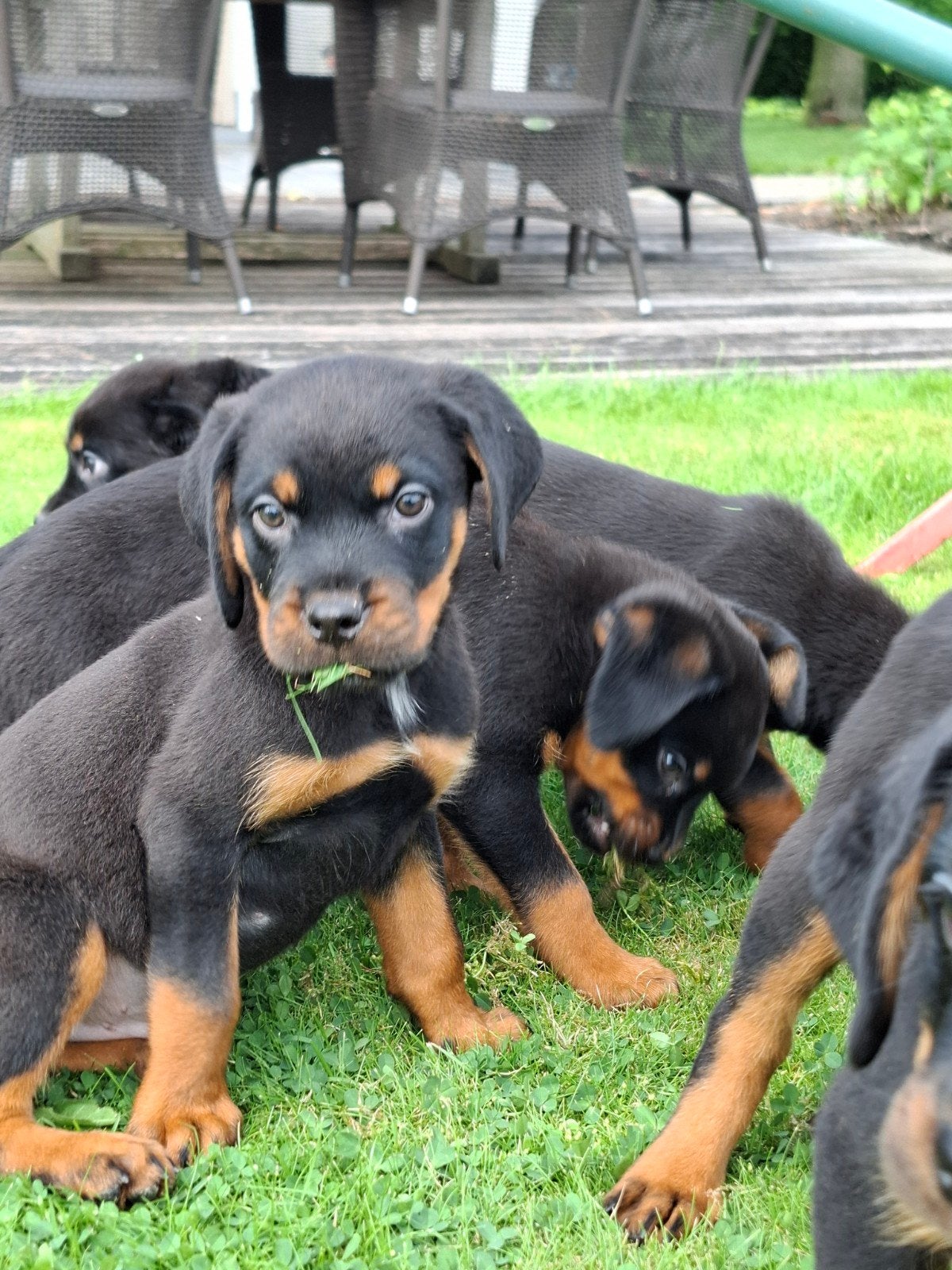 Chiots Rottweiler, Animaux & Accessoires, Chiens | Bouledogues, Pinschers & Molossoïdes, Plusieurs, Belgique, Plusieurs animaux