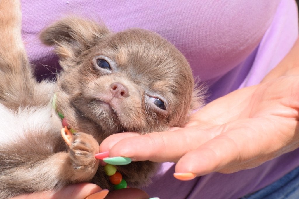 Chihuahua pups nieuwe nestjes, 15 weken tot 1 jaar, Buitenland, CDV (hondenziekte), Meerdere