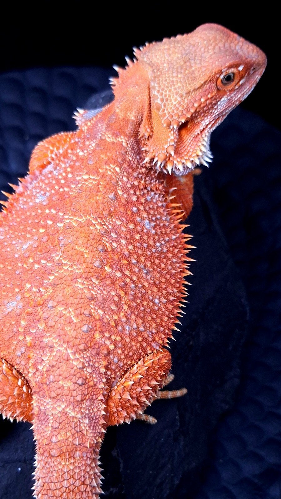 Mega Deal !! 50% Red Monster Hypo het. Translucent man, Animaux & Accessoires, Reptiles & Amphibiens, Lézard, 0 à 2 ans