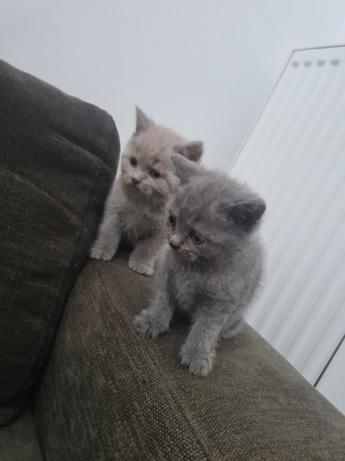 British shorthair, Animaux & Accessoires, Chatte ou Chat, Vacciné, 0 à 2 ans