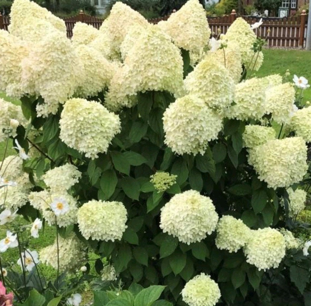 Hydrangea paniculata, Tuin en Terras, Ophalen, Volle zon