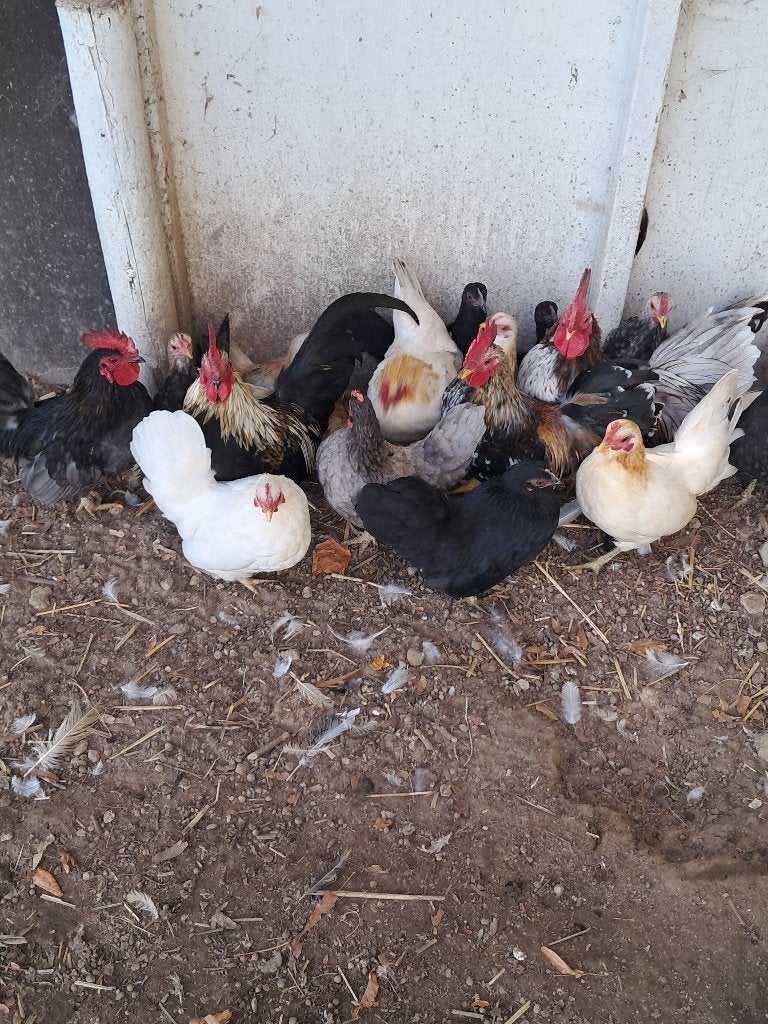 chabokipjes, Meerdere dieren