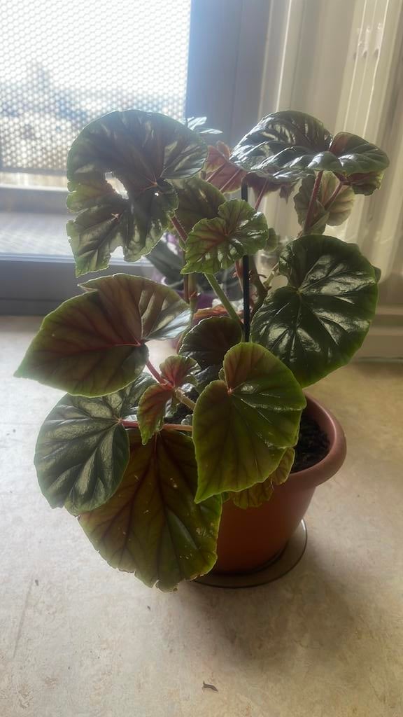 Een mooie plant 44cm, Enlèvement