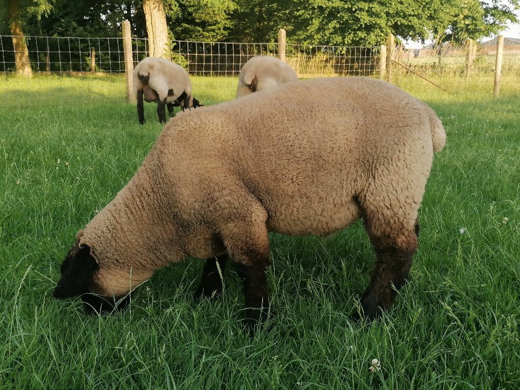 Suffolk mooie ramlammeren, Dieren en Toebehoren, Schapen, Geiten en Varkens, Schaap, Mannelijk, 0 tot 2 jaar