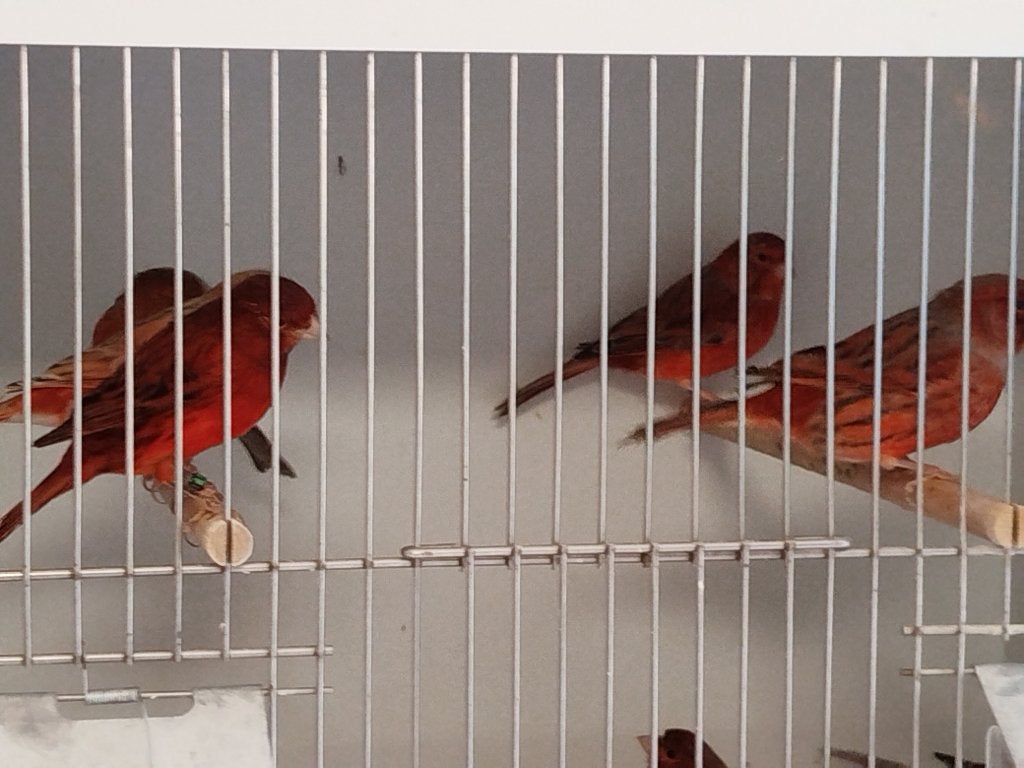 Kanaries rood agaat , rood isabel