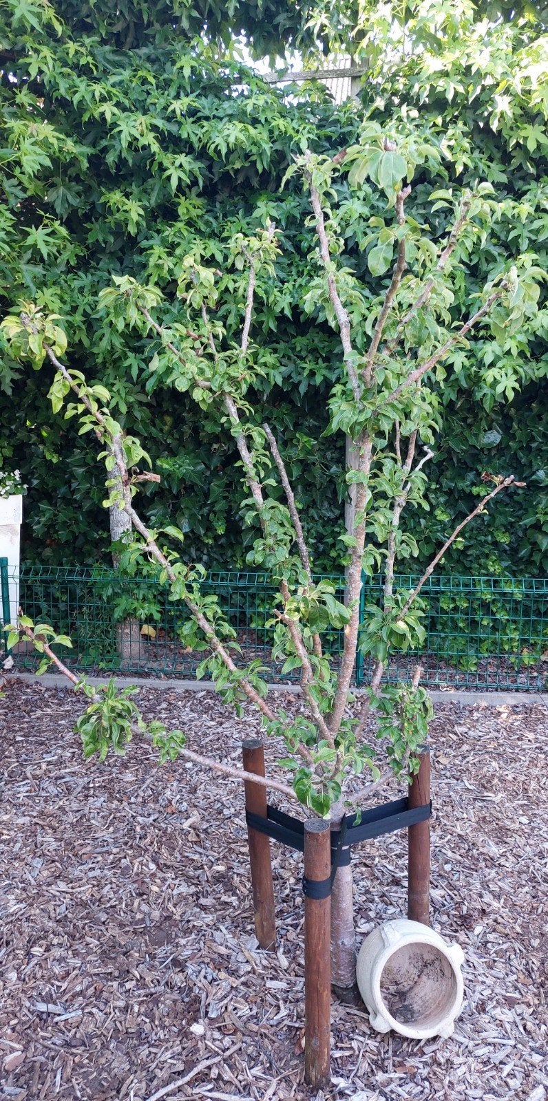 LAAGSTAM PERENBOMEN / CONFERENCE, Ophalen