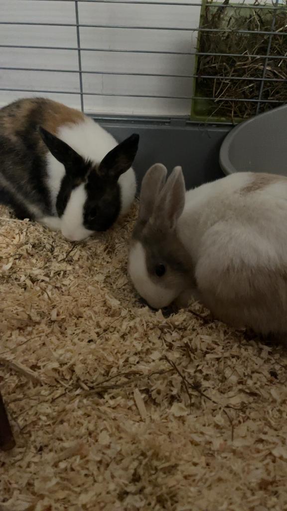 Twee konijnentjes te koop, Mannelijk, Dwerg, 0 tot 2 jaar