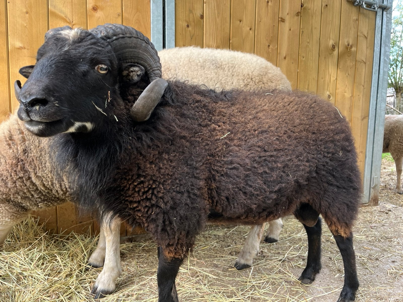 Quessant ram, Dieren en Toebehoren
