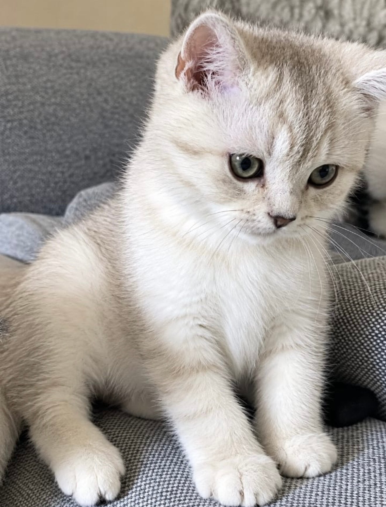 Britse korthaar kittens, Meerdere dieren, Gechipt, 0 tot 2 jaar