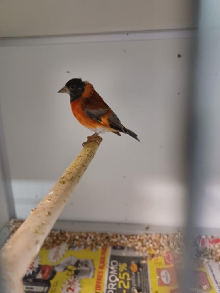 A vendre tarin rouge du Vénézuela, Meerdere dieren