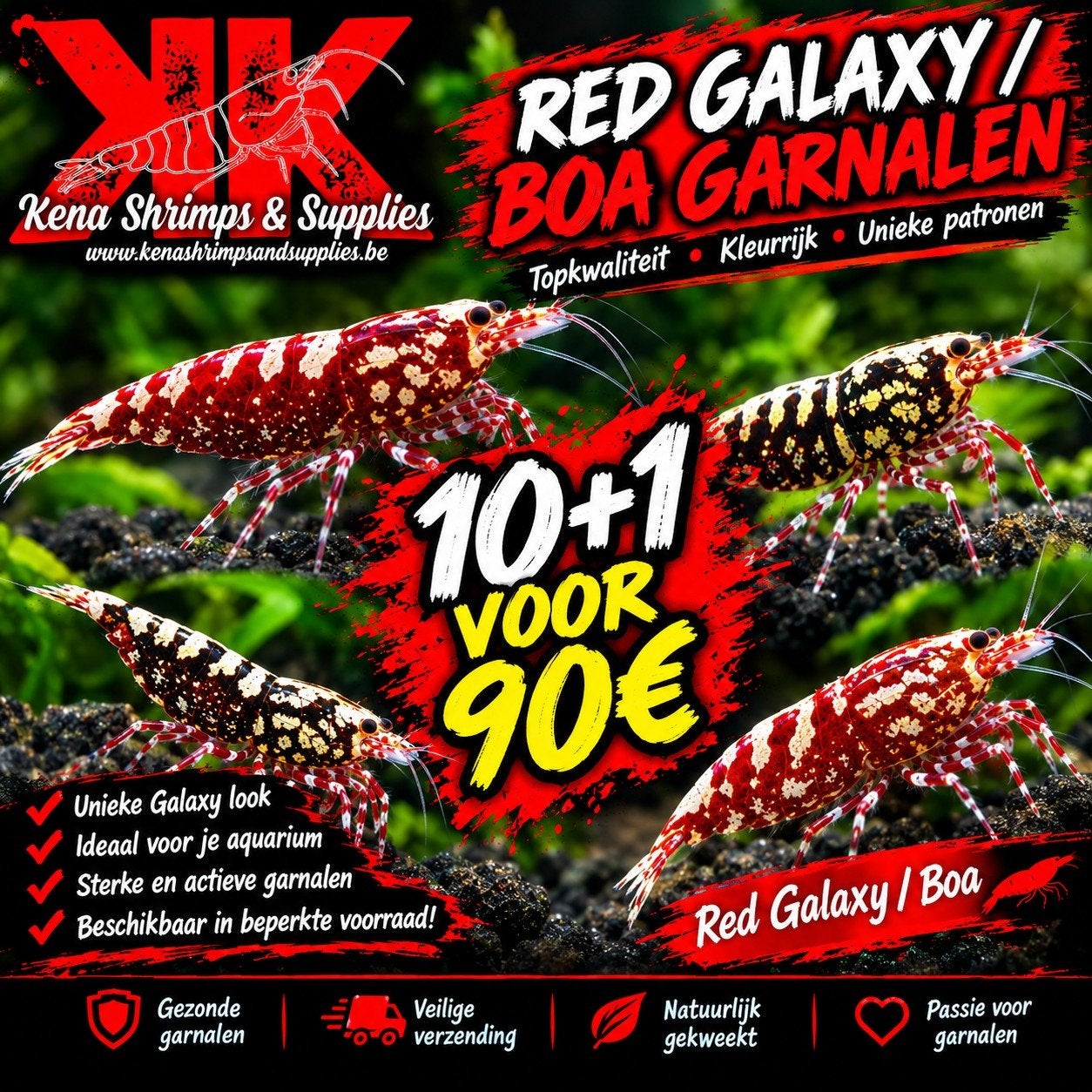 Red Galaxy/Boa garnalen, Animaux & Accessoires
