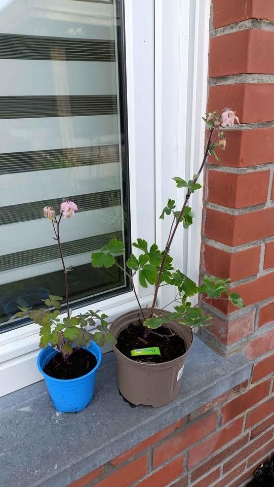 Roze akelei, Tuin en Terras, Volle zon, Vaste plant, Lente, Ophalen
