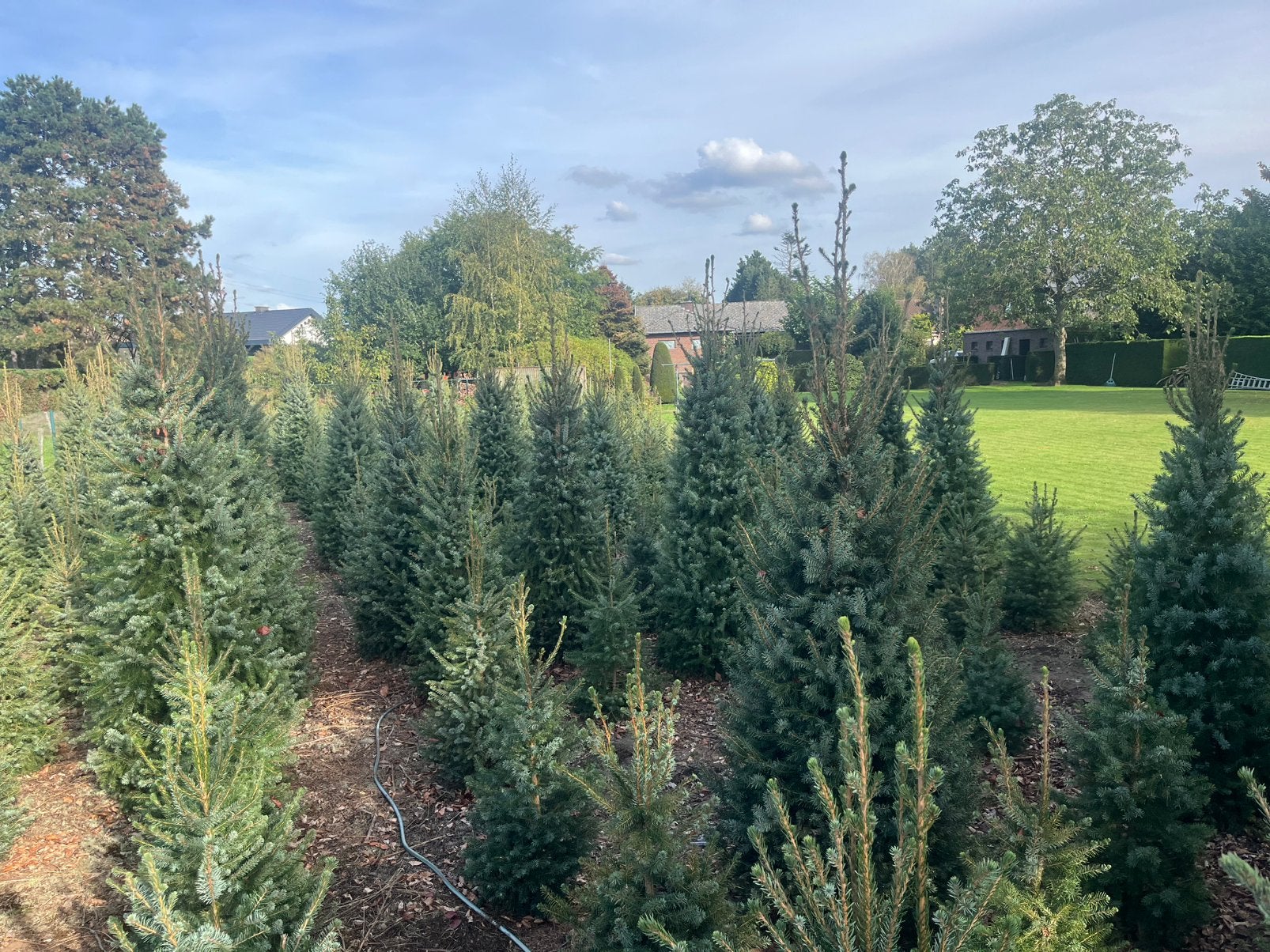 Kerstbomen, Tuin en Terras, Ophalen