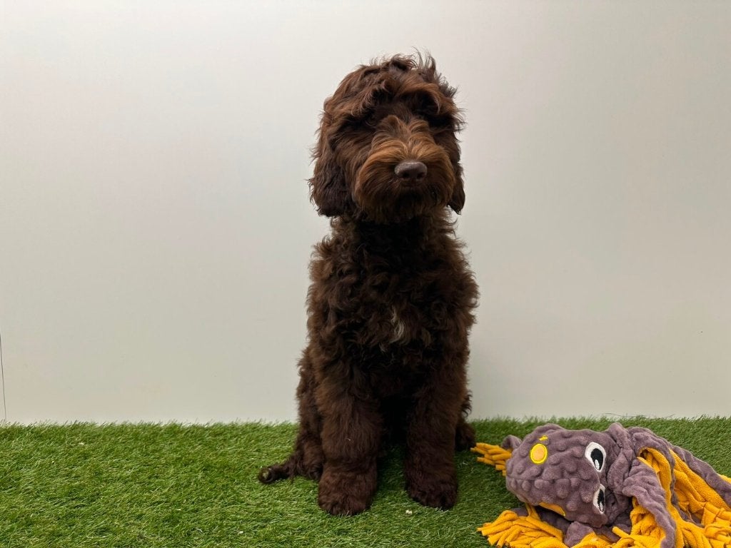 Cockapoo puberpups