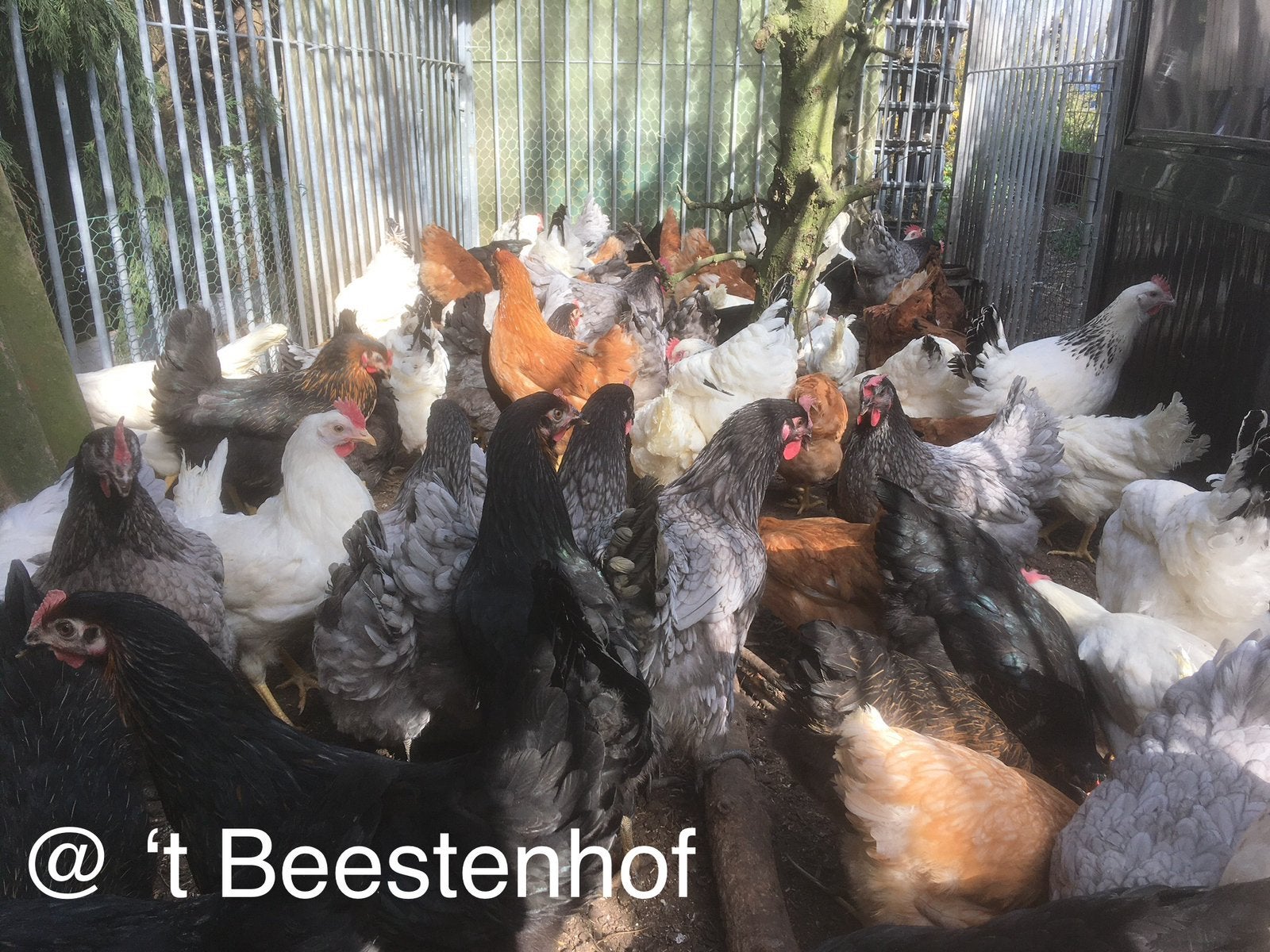 Legkippen, Kip