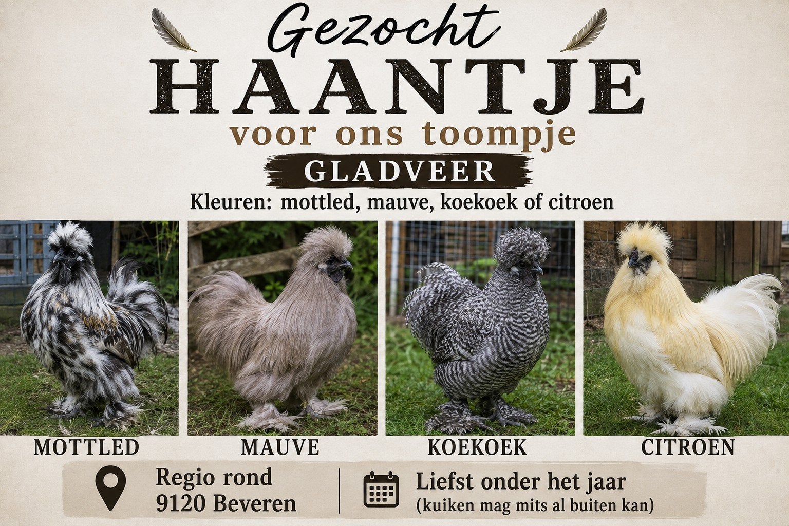 gezocht zijdehoen