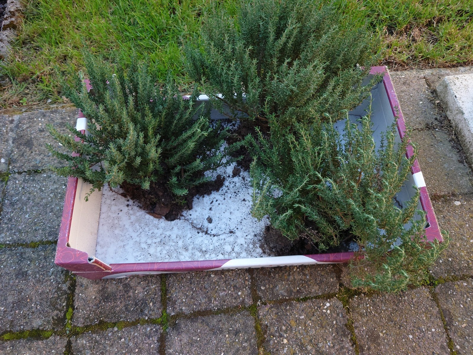 plantes de thym, Jardin & Terrasse, Enlèvement