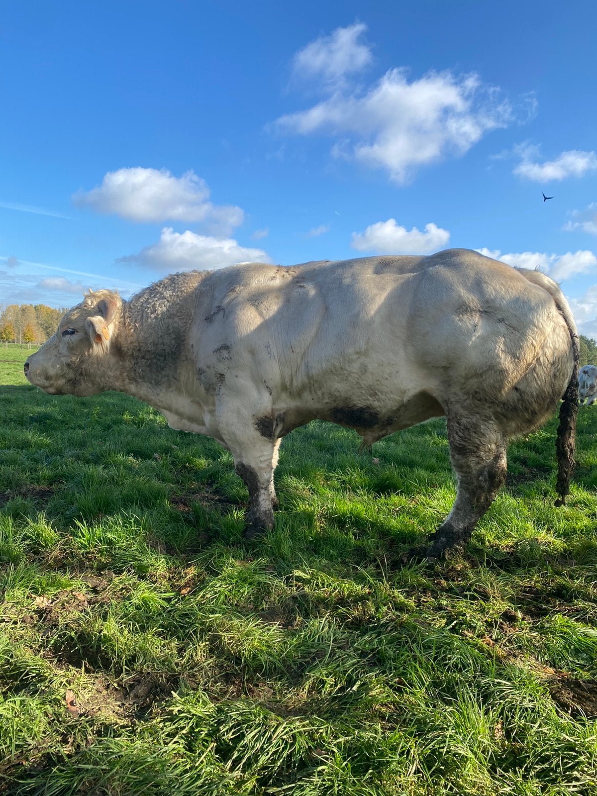 Dekstier, Dieren en Toebehoren