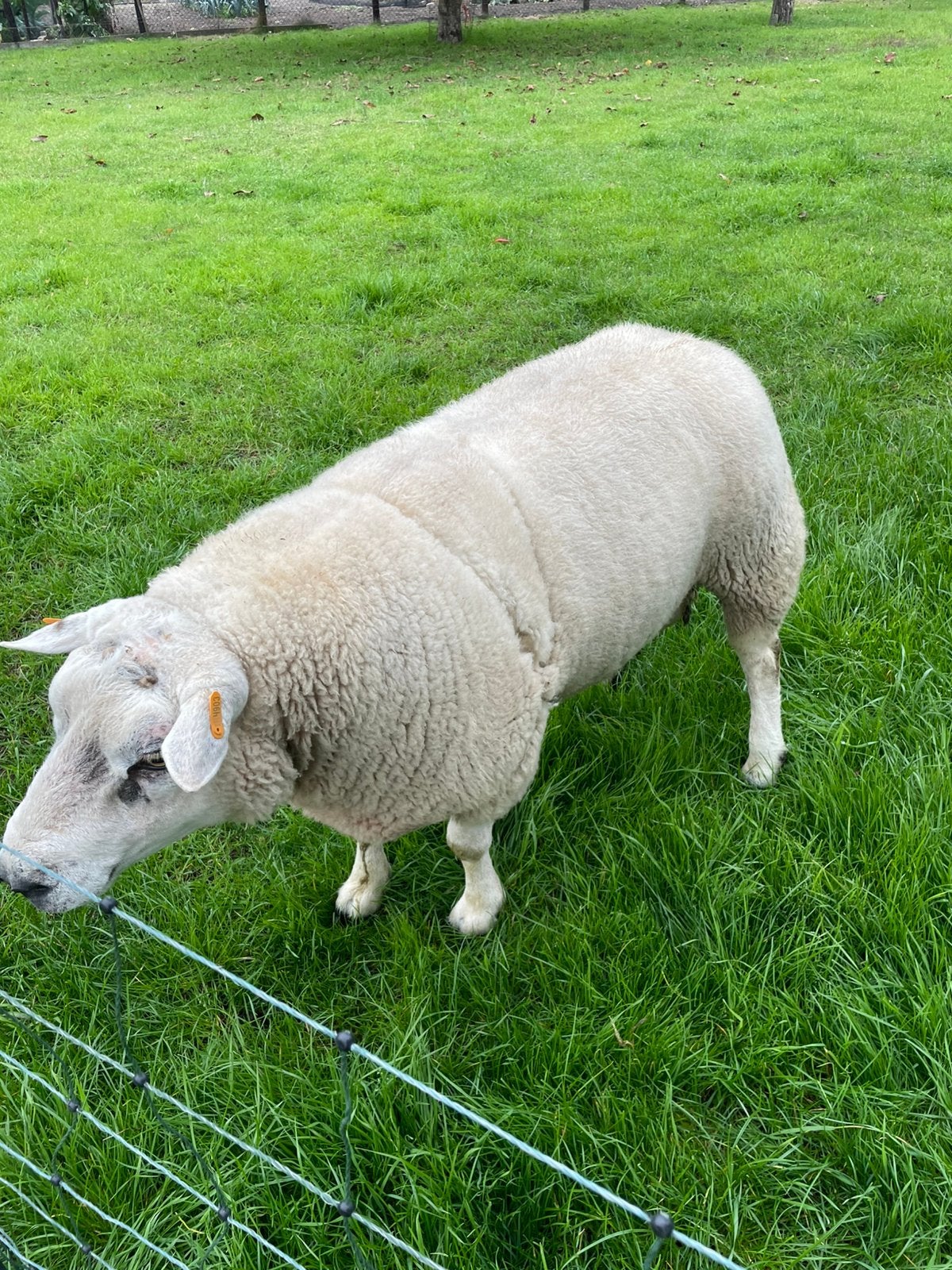 Dekram, Dieren en Toebehoren, Mannelijk, Schaap, 3 tot 5 jaar