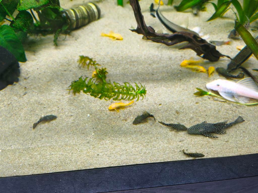 Albino en wildkleur pleco, Dieren en Toebehoren