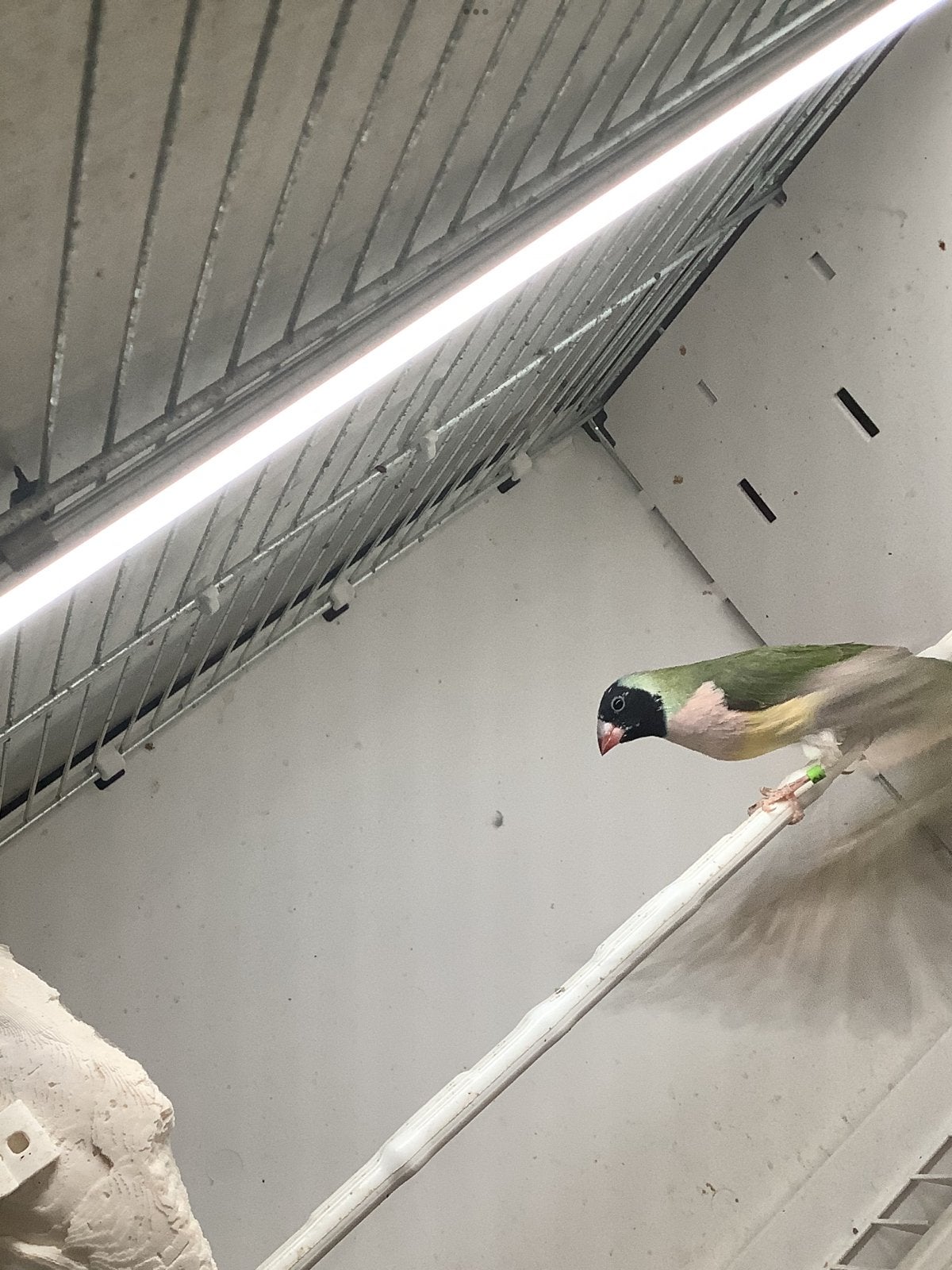 Gouldamadine pop, Dieren en Toebehoren, Geringd
