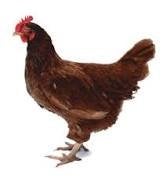 Zoek een paar kippen., Dieren en Toebehoren