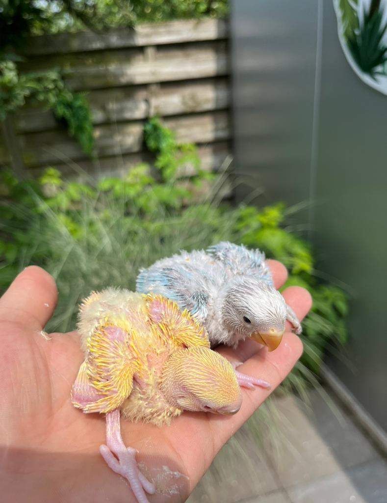 Baby dwergpapegaaien, Dieren en Toebehoren, Vogels | Parkieten en Papegaaien, Geslacht onbekend, Dwergpapegaai of Agapornis, Geringd