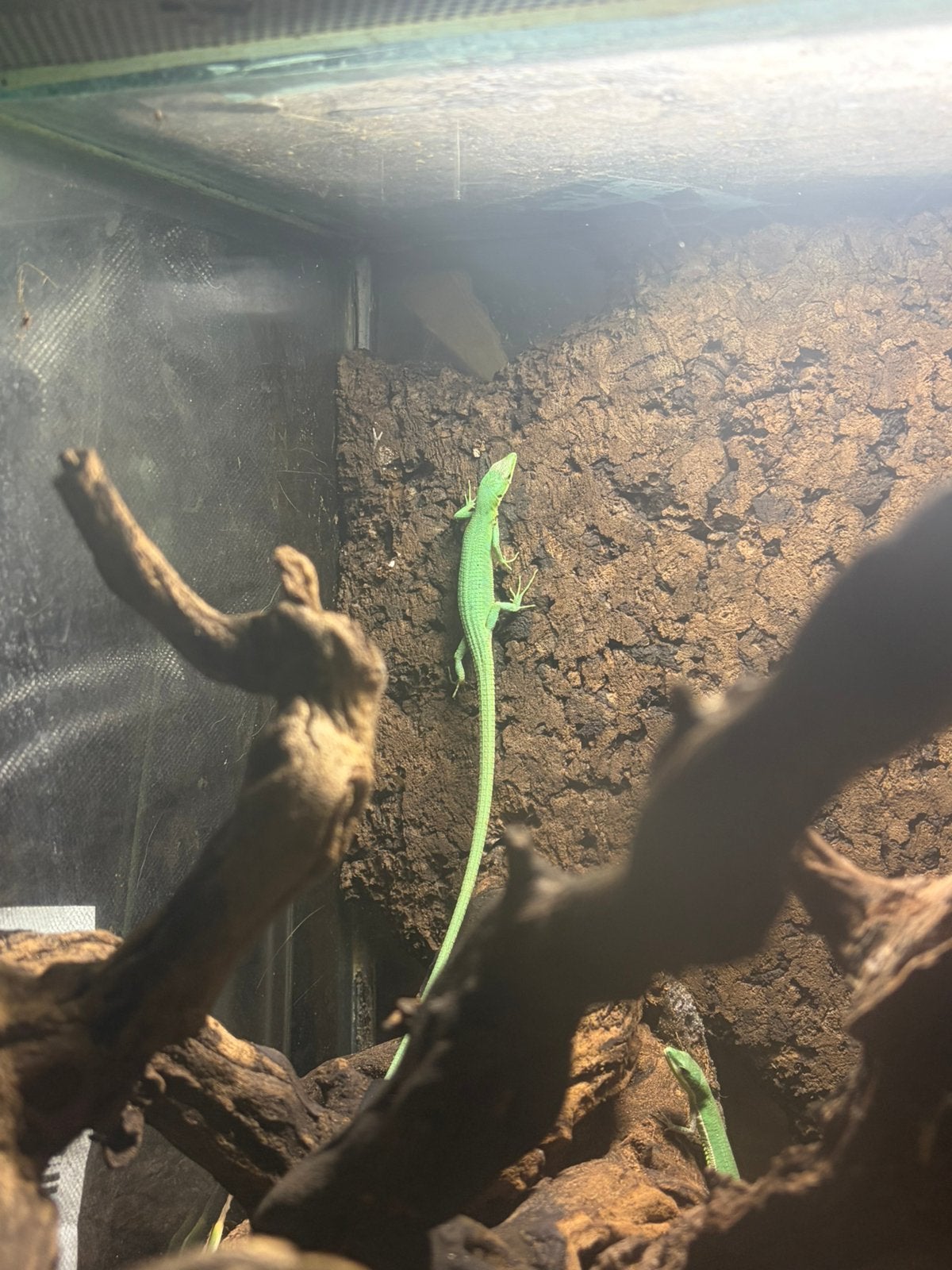 Lot reptiles