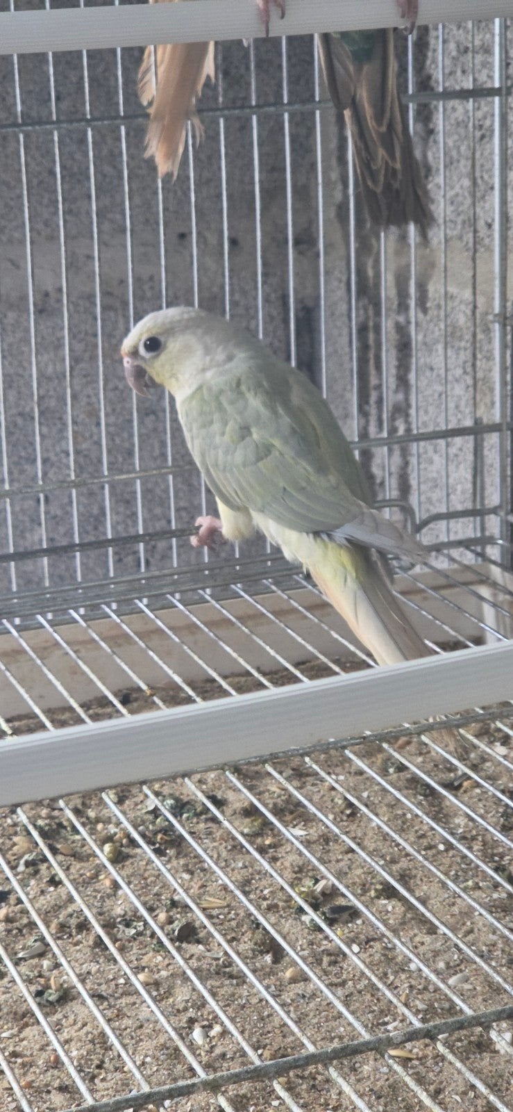 pyrrhura molinae, Plusieurs animaux, Perruche, Bagué