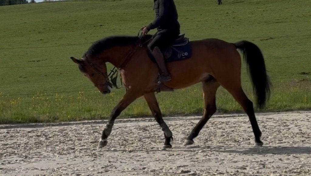 Cheval de sport facile, Hongre, L