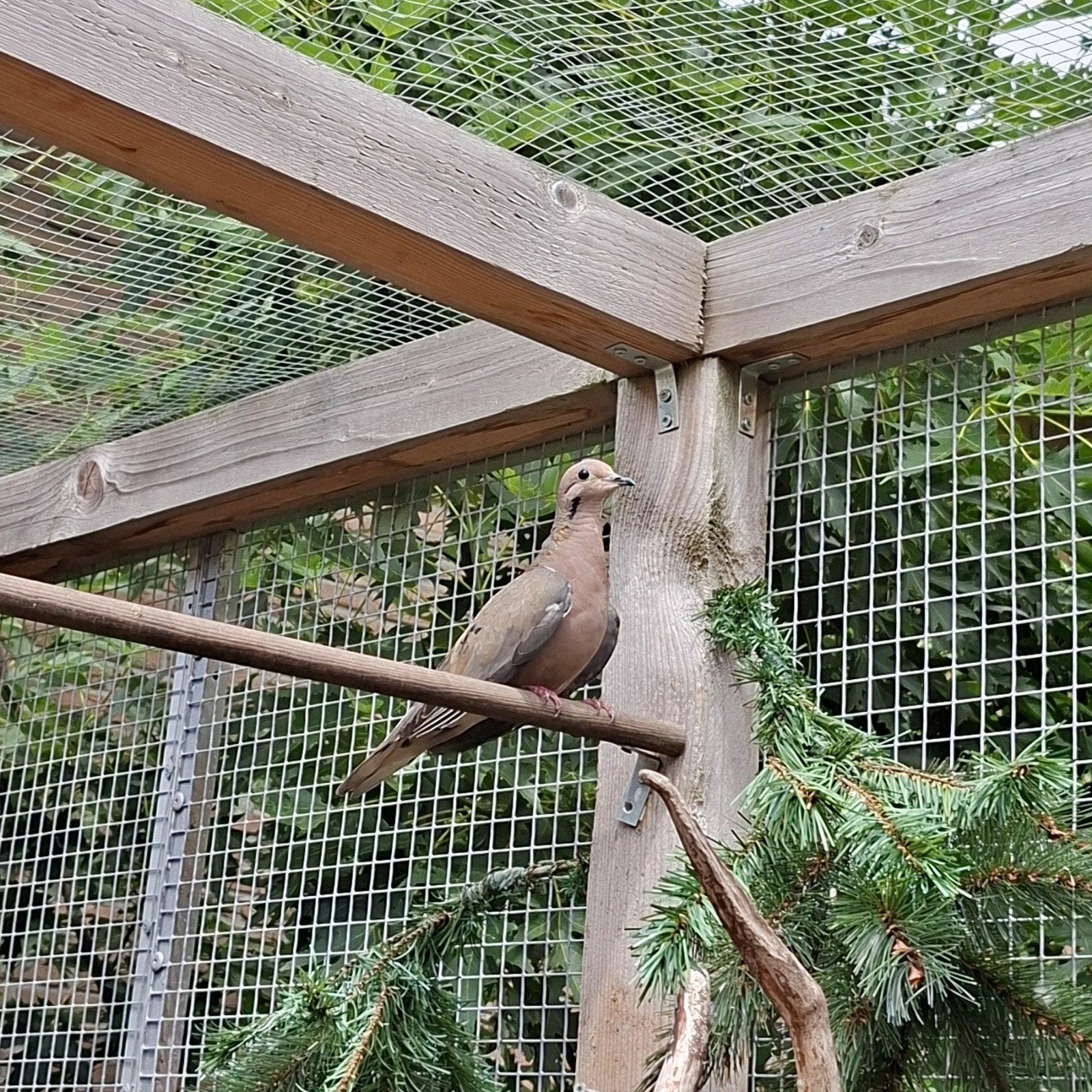 Oorvlek duif, Dieren en Toebehoren, Mannelijk, Overige soorten