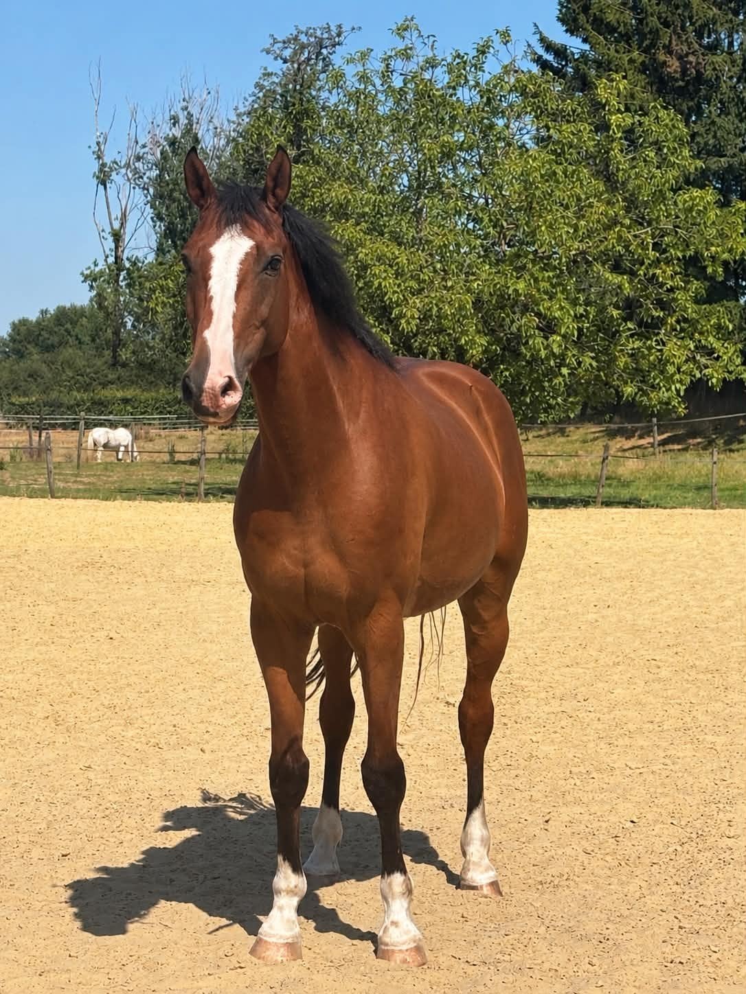 Te koop superlieve leermeester, Dieren en Toebehoren, Springpaard, Ruin, 170 tot 175 cm, L