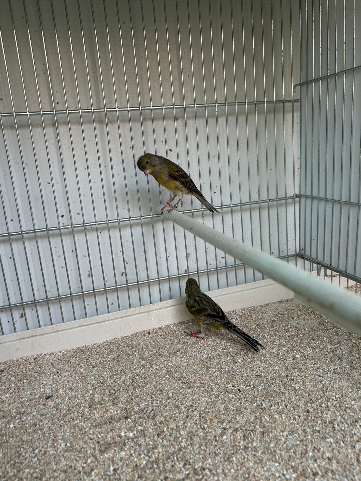Kanarie, Dieren en Toebehoren