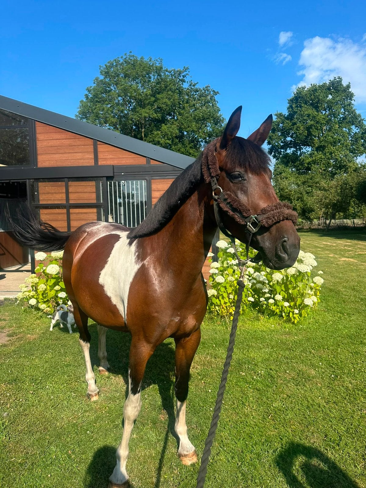 Prachtige D pony Mila, Animaux & Accessoires, Chevaux, Vermifugé, Débourré, Moins de 160 cm, Cheval de saut