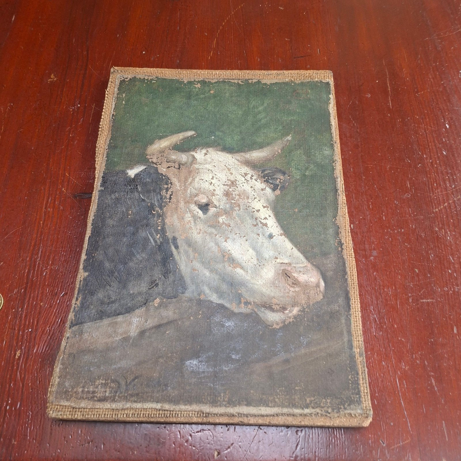 Koeienkop, Doek, Dieren, Ophalen of Verzenden, Olieverf