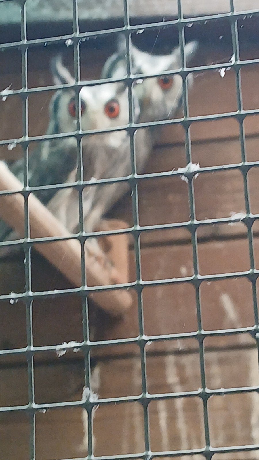 witwang uiltjes, Geslacht onbekend, Roofvogel, Geringd