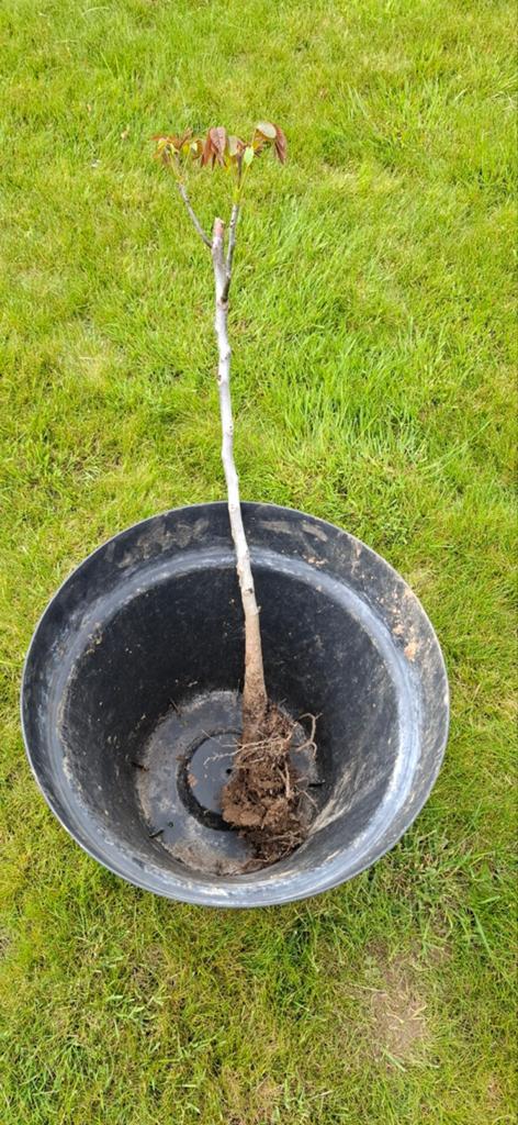 Notenboom, Tuin en Terras, Ophalen
