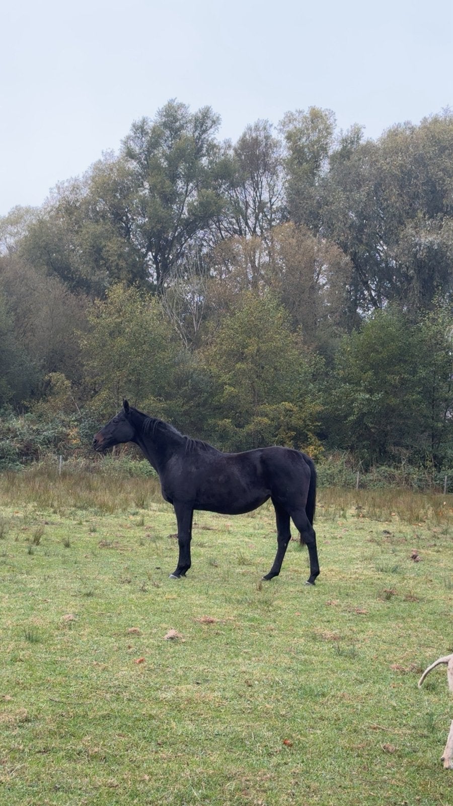 Jument croiser pur sang, Animaux & Accessoires, Enlèvement ou Envoi