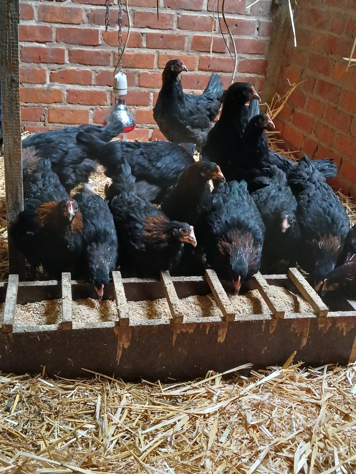 Marans hennen