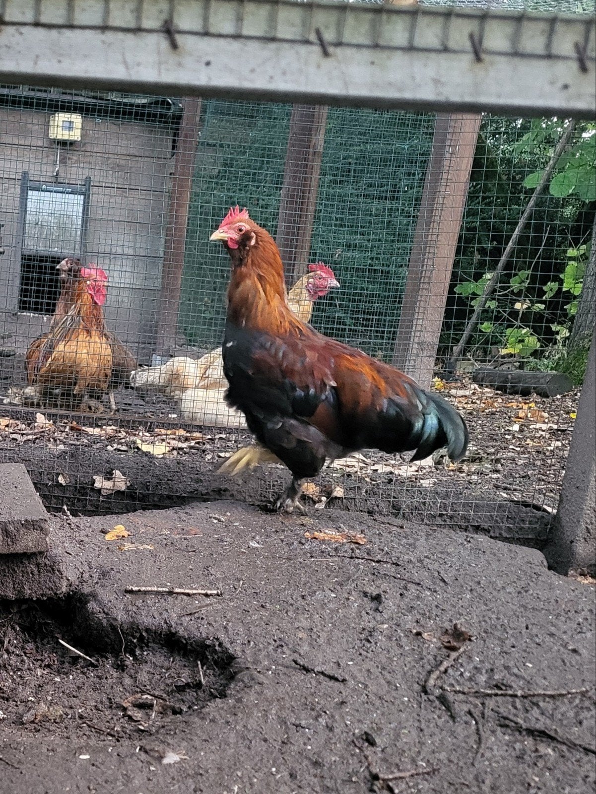 Haan, Dieren en Toebehoren, Mannelijk, Kip
