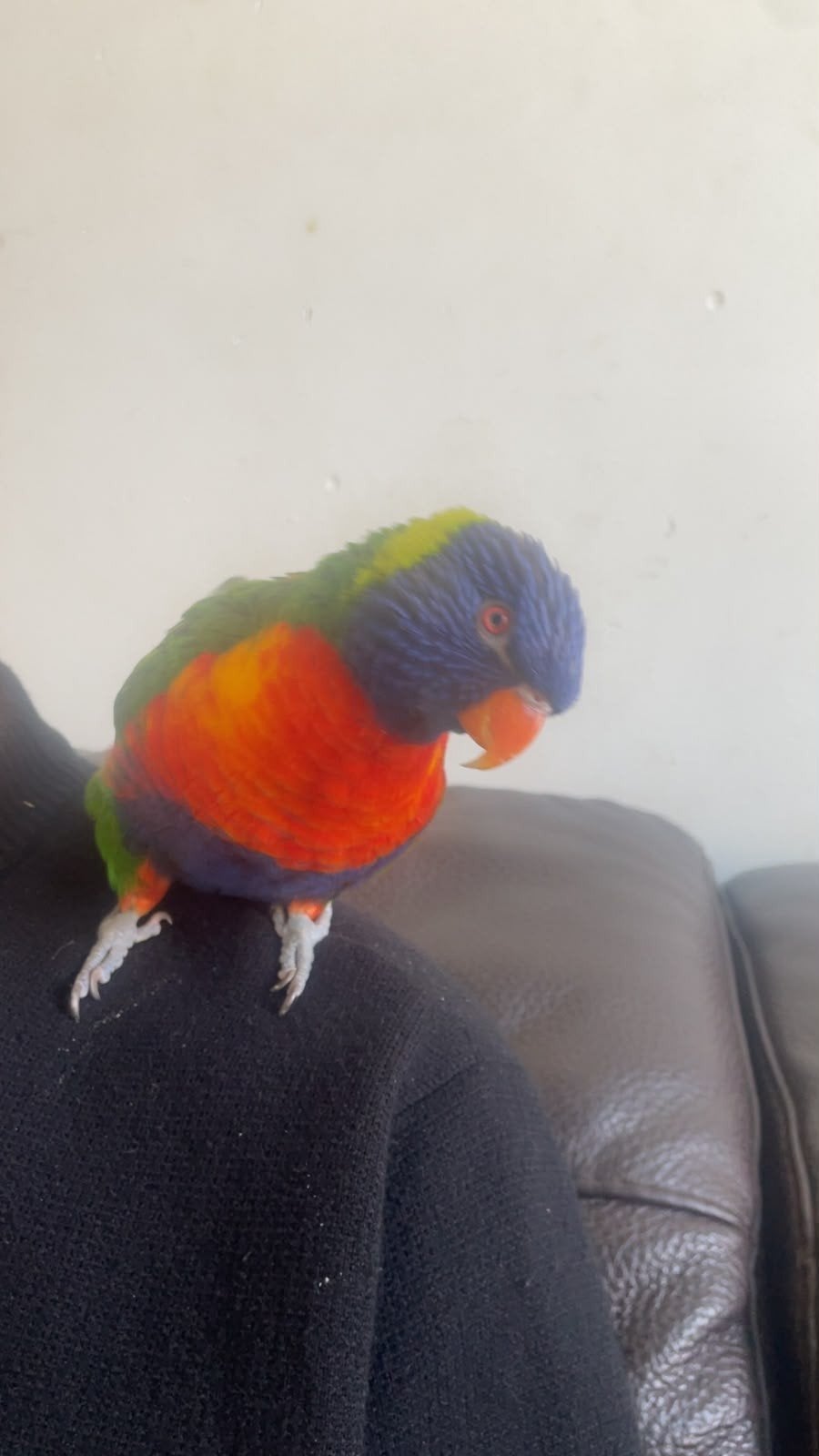 Lori papegaai, Dieren en Toebehoren, Papegaai